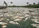 Waduh! Ribuan Ikan Mengapung di Sungai Tiu, Apa yang Terjadi?